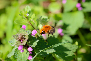 Biene fliegt Blüten an