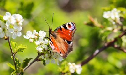 Macro eines Tagpfauenauges, Schmetterling