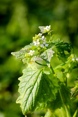 Pflanze mit weißen Blüten