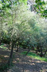 Olive grove in a sunny summer day. Olive trees in a garden.