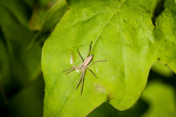 Spinne auf einem Blatt