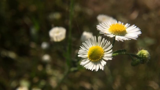 Closeup of wild daisy flowers in wind. Romantic White daisy flower at sunny summer day.  Oxeye daisy, Leucanthemum vulgare, daisies, Common daisy, Dog daisy, Moon daisy.