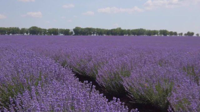 Blossoming lavender field in sunny weather. Shot in slow motion