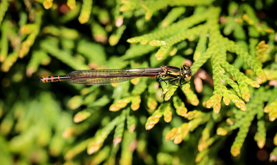 Macro einer Kleinlibelle