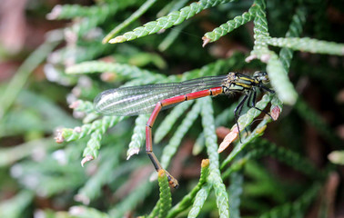 Macro einer Kleinlibelle