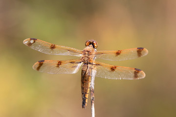 12 Spotted Skipper dragonfly	