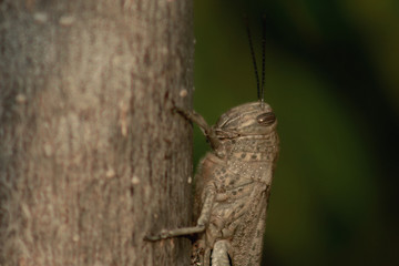 Big locust