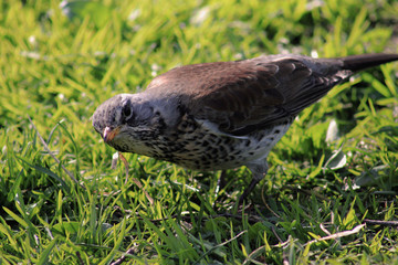 bird on the grass