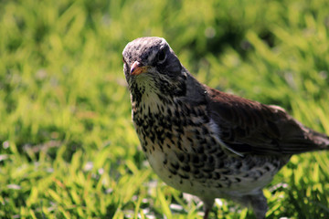 bird's portrait