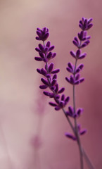 Lawenda © mycatherina