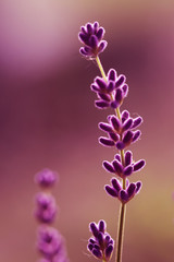 Lawenda © mycatherina