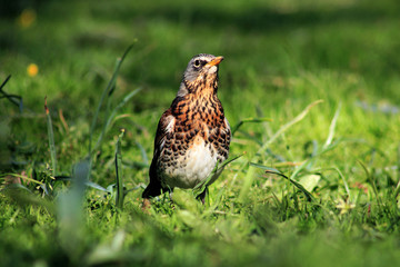 bird in the grass