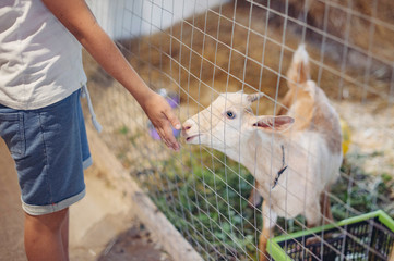 boy feeding a goat in the petting zoo