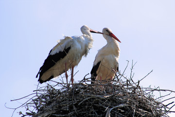 white stork in the nest