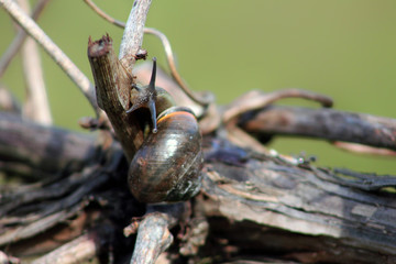 shell on leaf
