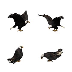 Set of eagle in different movements - isolated on white background