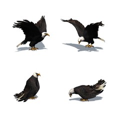 Set of eagle in different movements with shadow on the floor - isolated on white background