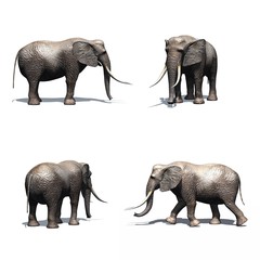 Set of elephant with shadow on the floor - isolated on white background