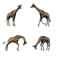 Set of giraffe in different movements - isolated on white background