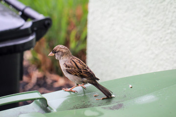 Ansicht eines Spatz, Sperrling