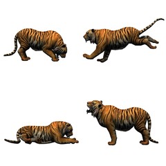 Set of tiger in different movements - isolated on white background