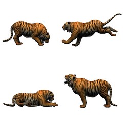 Obraz premium Set of tiger in different movements - isolated on white background