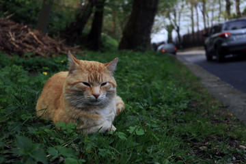 cat on the grass