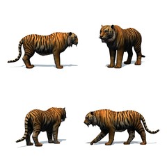 Set of tiger with shadow on the floor - isolated on white background