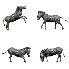 Fototapeta na wymiar Set of zebra in different movements - isolated on white background