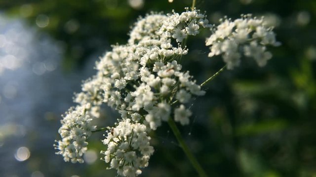 White wild cicuta virosa flower in green background. Hemlock branch with tiny white flowers in the summer. Closeup of deadly plant.