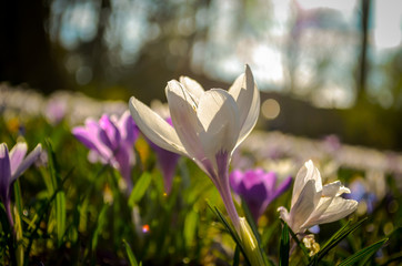 springscene of colorful crocus flowers with sunlight from behind - 276517884