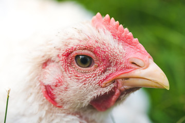 Chicken is sleeping on the truck