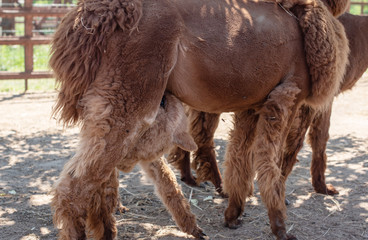 baby Alpaca sucks milk from mom Alpaca