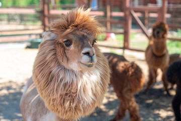 close up portrait of cute brown Alpaca