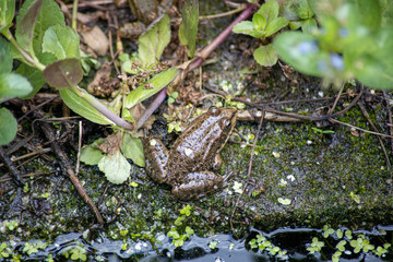grenouille
