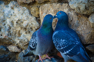 Due piccioni su un muro sembrano baciarsi
