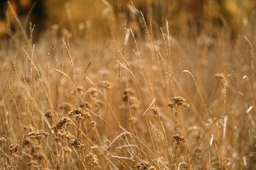Fototapeta premium Harvest time. Closeup of wheat heads over defocused golden grass meadow. Fall background.