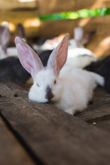 Breeding a large group of rabbits in a small shed.