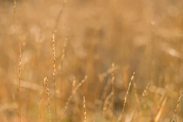 Fototapeta premium Jesienna natura. Nieostre złotej trawy łąka. Zbliżenie głowic pszenicy. Tło upadku. Skopiuj miejsce.
