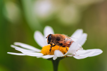 A bee collects pollen from a Daisy