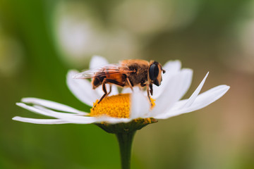 A bee collects pollen from a Daisy