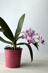 flowery pink orchid, on a white background