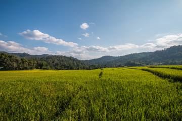 Rice terraces in Thailand