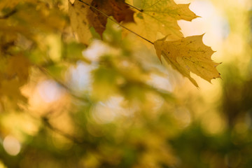 Closeup of golden maple leaves over blur trees. Forest nature background. Copy space.