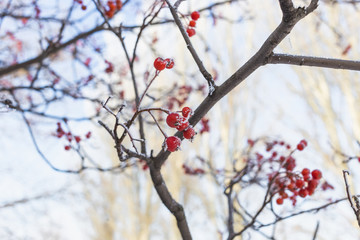 A branch of red rowan covered with hoarfrost