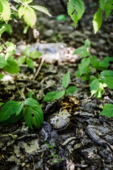 Young mushroom and plastic bottle in the background.
