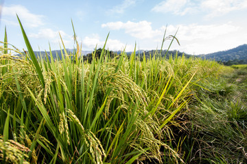 Rice terraces in Thailand