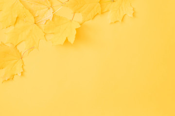 Harvest time. Fall yellow maple leaves scattered over orange background. Copy space.