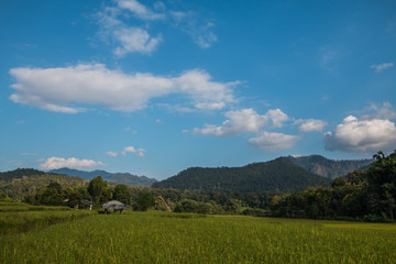 Rice terraces in Thailand