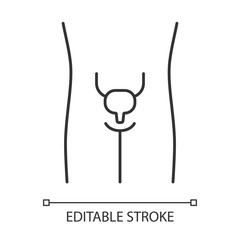 Healthy urinary bladder linear icon. Human organ in good health. Functioning urinary system. Thin line illustration. Contour symbol. Vector isolated outline drawing. Editable stroke